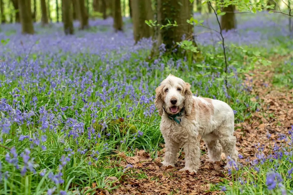 Cocker spaniel standing among bluebells in English woodland